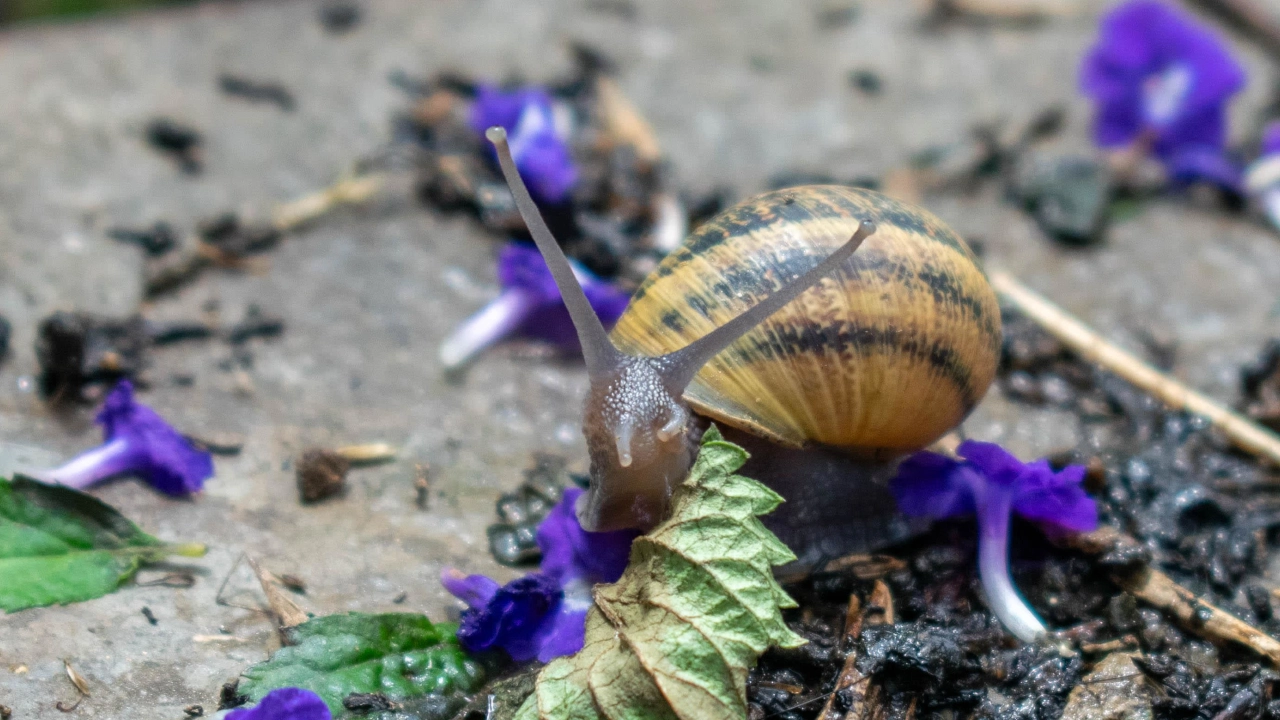 Área Metropolitana - Caracol Africano 