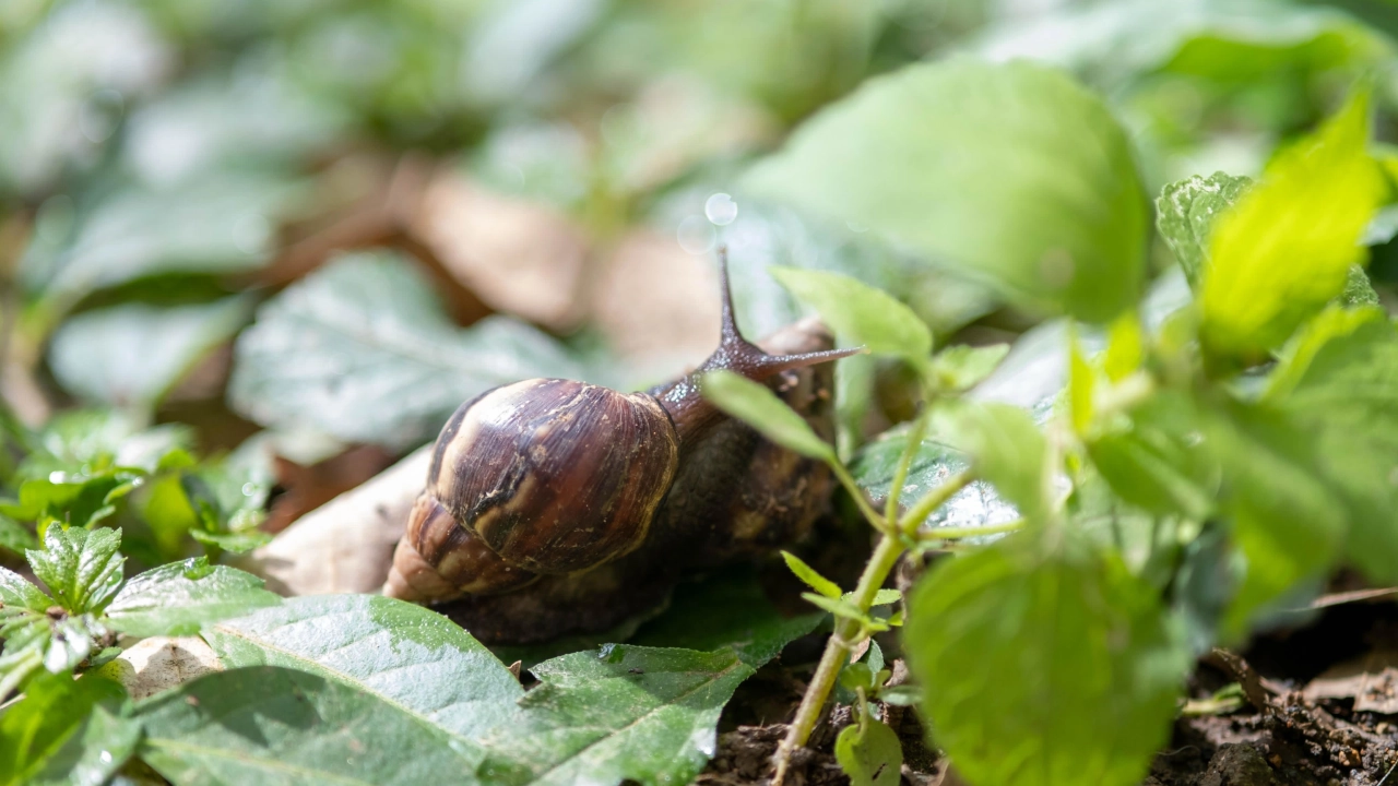 Área Metropolitana - Caracol Africano 