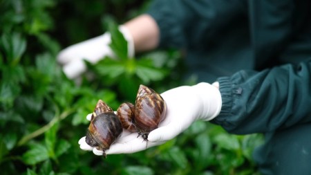 Área Metropolitana - Caracol Africano