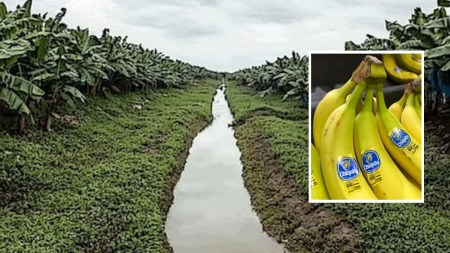 condenan-responsables- de-financiar-paramilitares-de-chiquita-brands