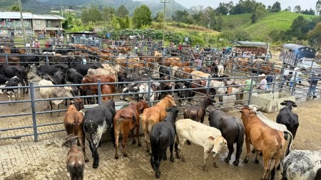 Abejorral moderniza su feria de ganado con nueva infraestructura para seguridad y comercio cuarta-etapa-feria-ganadera-abejorral-remodelada
