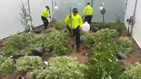 desmantelan-invernado-ilegal-marihuana-medellin-producir-vapeadores3