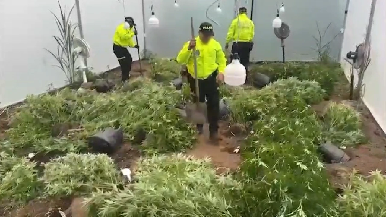 desmantelan-invernado-ilegal-marihuana-medellin-producir-vapeadores3