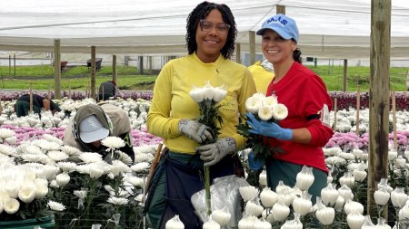 exportaciones de flores-celebracion-diamadrs-mundo-triplicaron-colombia3