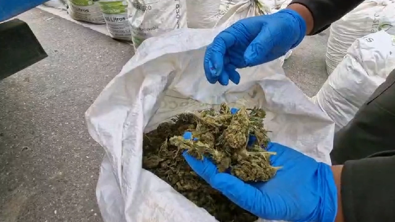 En Valle, conductor de furgón intentó pasar 716 kilos de marihuana escondidos en estopas como droga medicinal 3 incautacion-kilos-marihuana-vallecauca-captura3