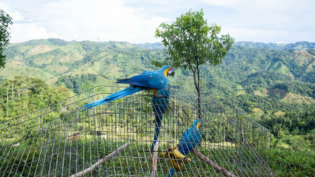 liberacion-sanrafael-aves-cautivero-rehabilitacion-cornare