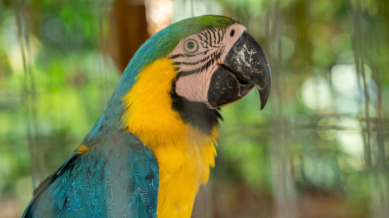 liberacion-sanrafael-aves-cautivero-rehabilitacion-cornare1