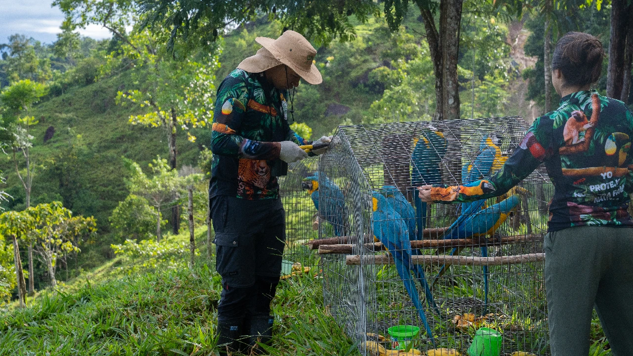 liberacion-sanrafael-aves-cautivero-rehabilitacion-cornare2
