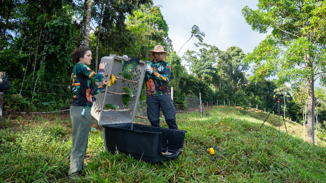 liberacion-sanrafael-aves-cautivero-rehabilitacion-cornare3