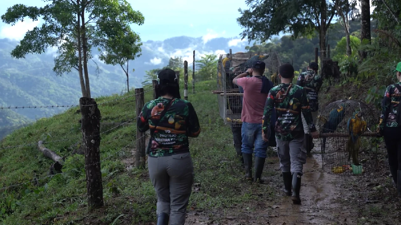 liberacion-sanrafael-aves-cautivero-rehabilitacion-cornare4