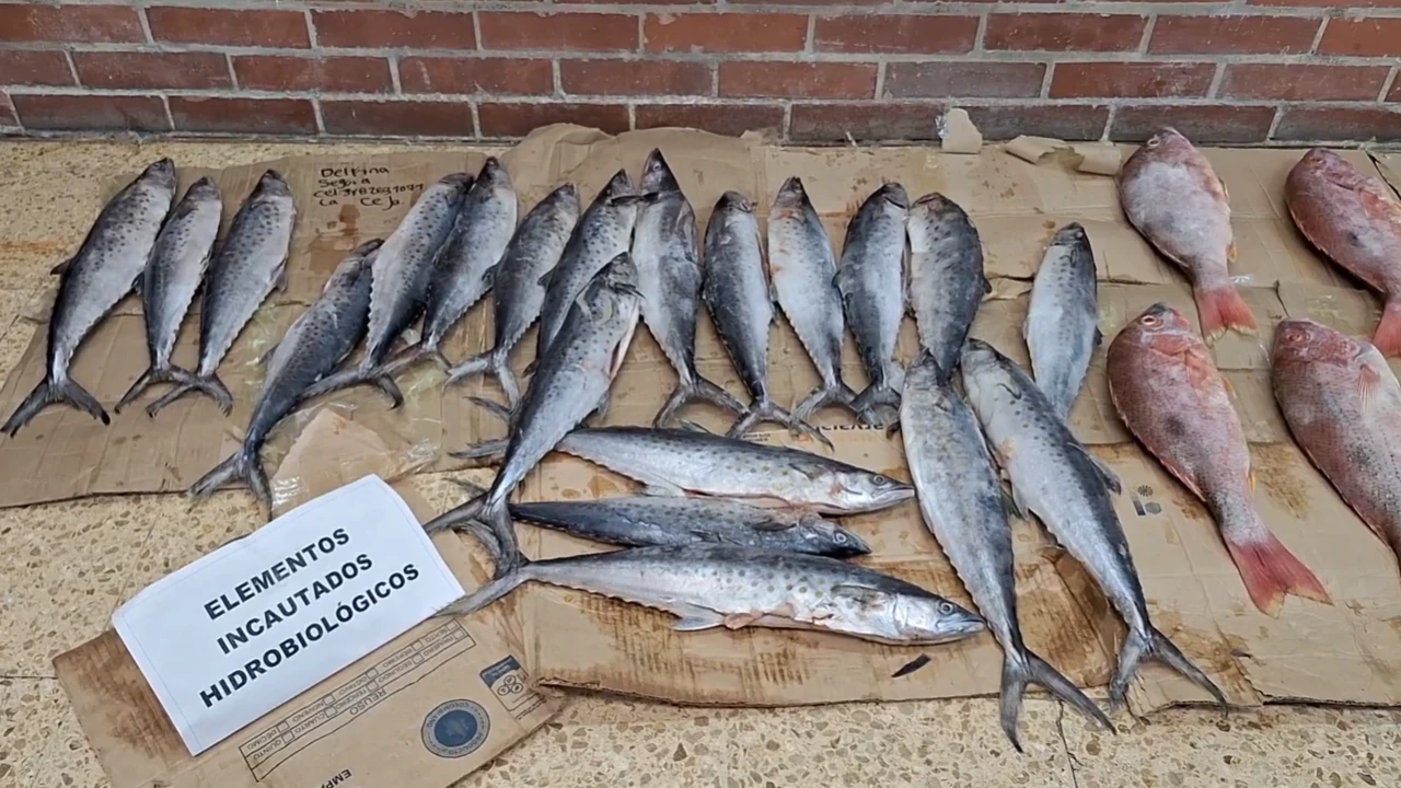 operativo-laceja-incuatacion-droga-pescados-malas-condiciones