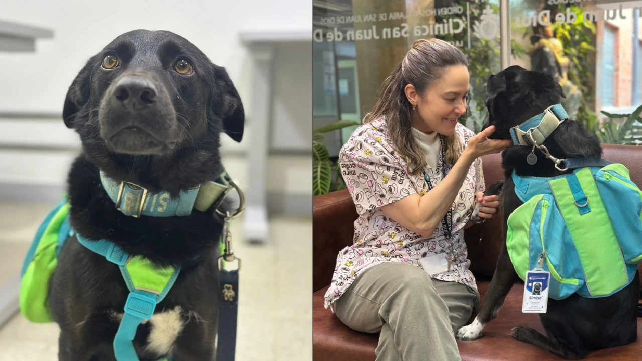¡Una dosis de amor! Simba, el perro de asistencia médica que enamora a los pacientes de clínica en La Ceja simba-perro-asitencia-medica-clinica-laceja
