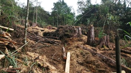 vigilancia-contraloria-medellin-emergencia-los balsos-tala-arboles