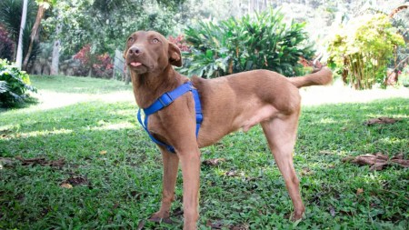 Ya hay capacitaciones para saber cómo atender a los animales que están heridos o en peligro Ya hay capacitaciones para saber cómo atender a los animales que están heridos o en peligro