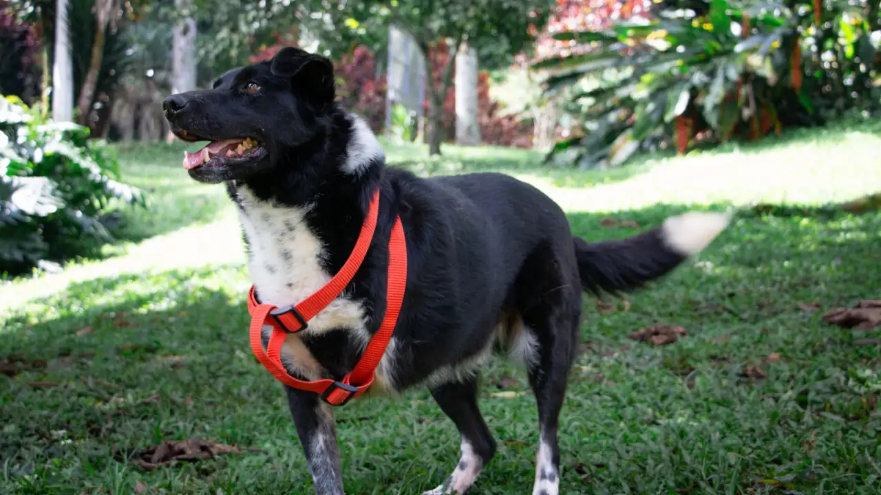 Más de 1.800 animales con discapacidad o en vejez buscan una segunda oportunidad de tener un hogar en Medellín