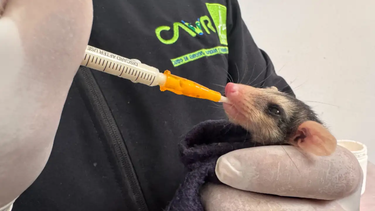 Más de mil crías silvestres han sido rescatadas en lo que va del 2025 por el Área Metropolitana del Valle de Aburrá