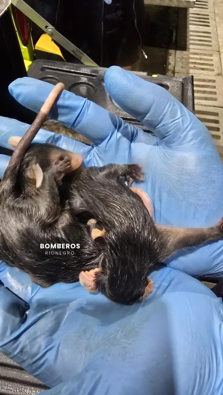 Una zarigüeya fue atropellada en Rionegro y en su marsupio encontraron tres crías vivas