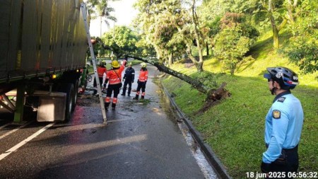 cerro-el-volador-caida-de-arbol