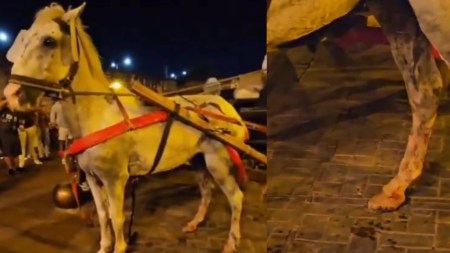 CaballoCartagena