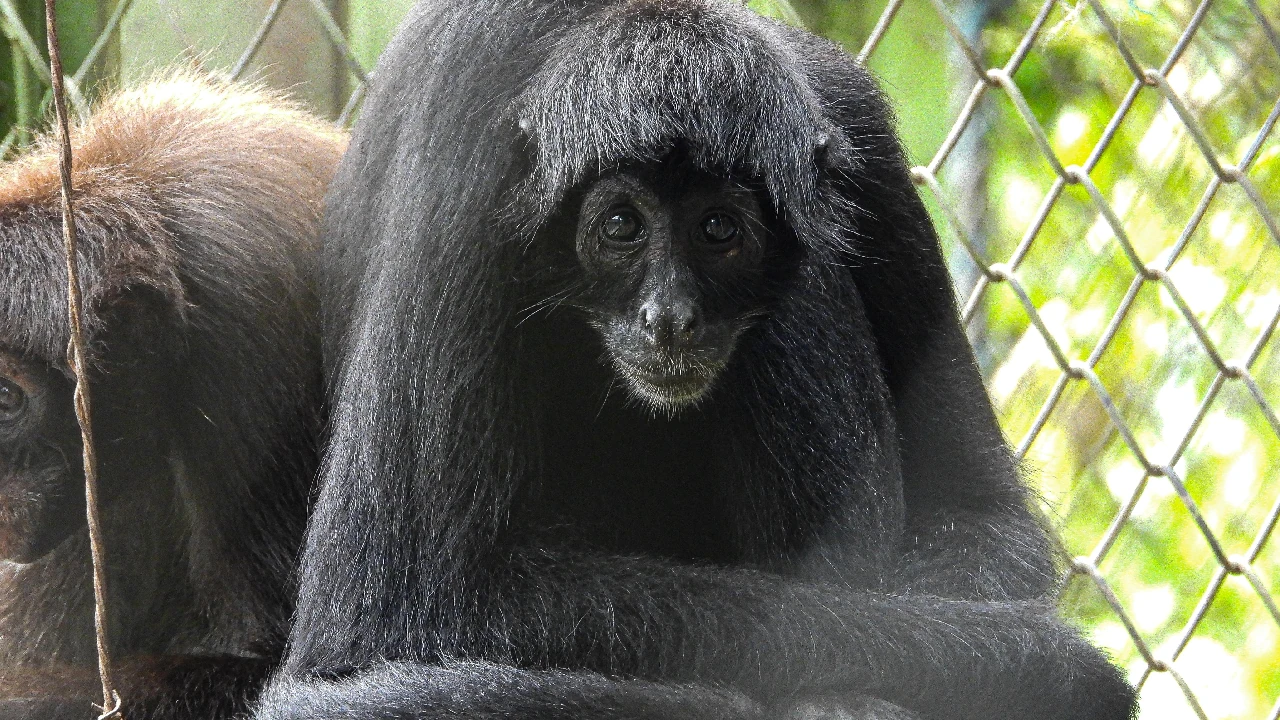 alerta-autoridades-trafico-fauna-temporada-vacaciones-mitad-año