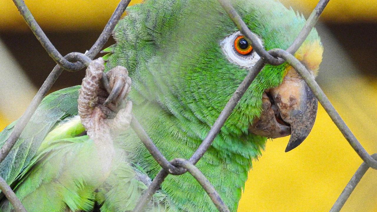 alerta-autoridades-trafico-fauna-temporada-vacaciones-mitad-año1