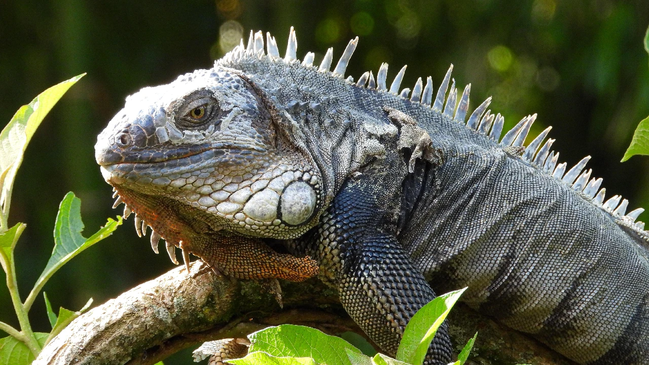 alerta-autoridades-trafico-fauna-temporada-vacaciones-mitad-año2