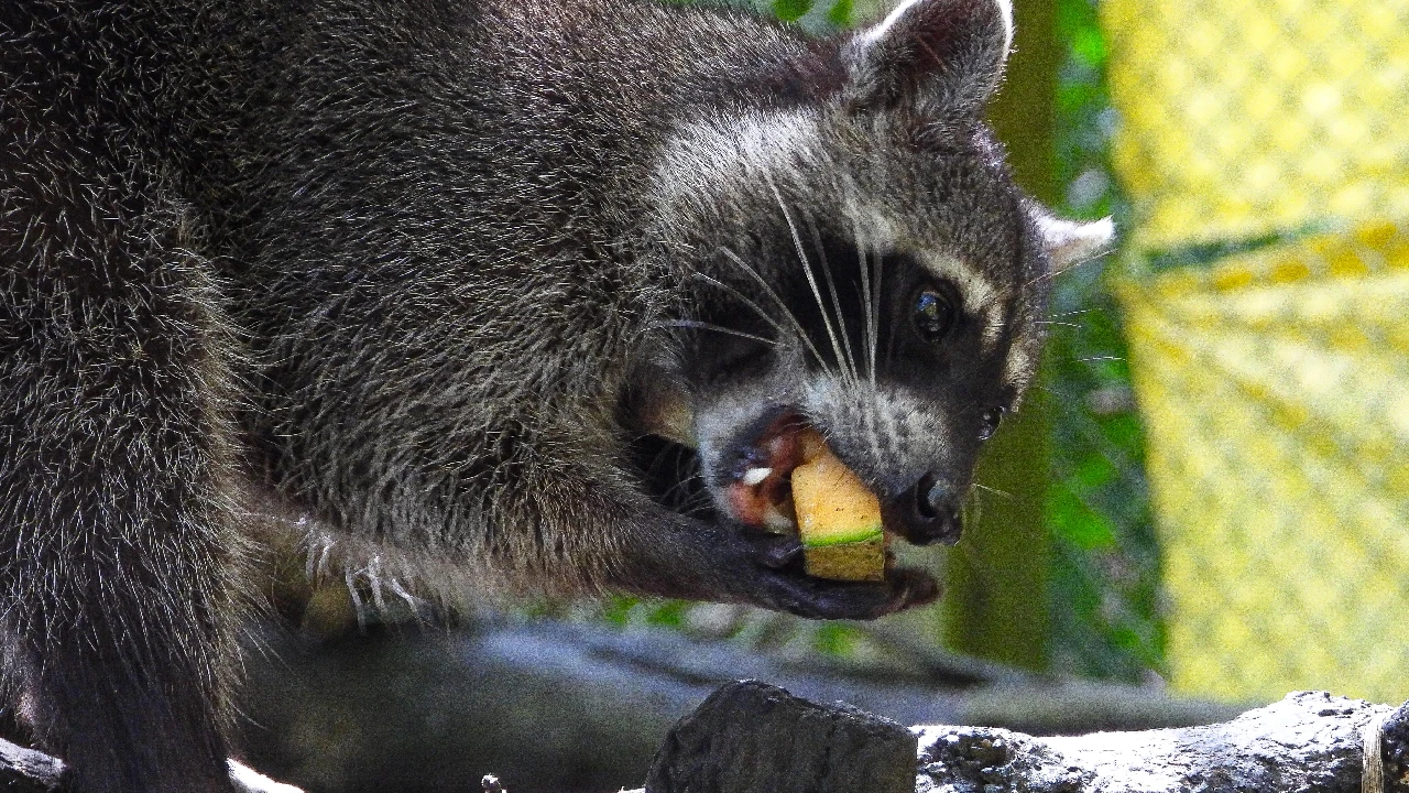 alerta-autoridades-trafico-fauna-temporada-vacaciones-mitad-año4