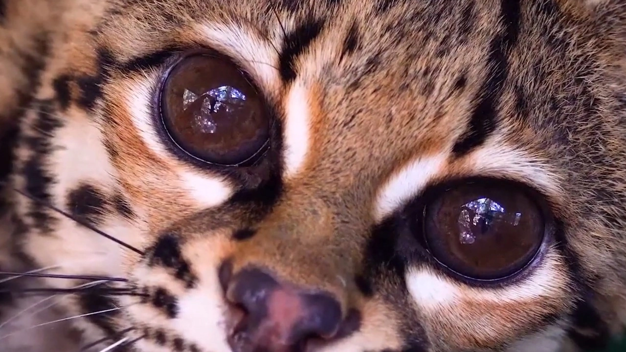 ¡Por la conservación! Corantioquia reduce en un 99 % los conflictos entre humanos y felinos silvestres 