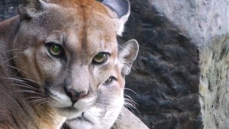 ¡Por la conservación! Corantioquia reduce en un 99 % los conflictos entre humanos y felinos silvestres