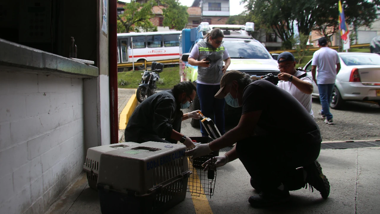 medellin-cavr-area-metropolitana-taller-internacional-trafico-fauna2