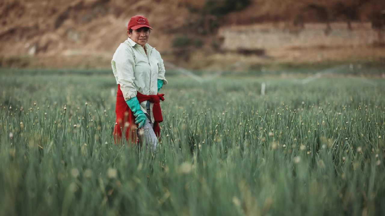 MinAgricultura lanza convocatorias para fortalecer la autonomía económica de mujeres campesinas del país minagricultura-onversion-mujeres-campesinas-colombia3