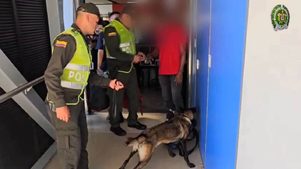 Fotos| En el Aeropuerto de Rionegro, nada entra ni sale sin que el canino Molly lo detecte: cayó nuevo cargamento de droga 1 molly-canino-antidrogar-aeropuerto-josemaria-rionegro-vuelve-descubrir-droga1