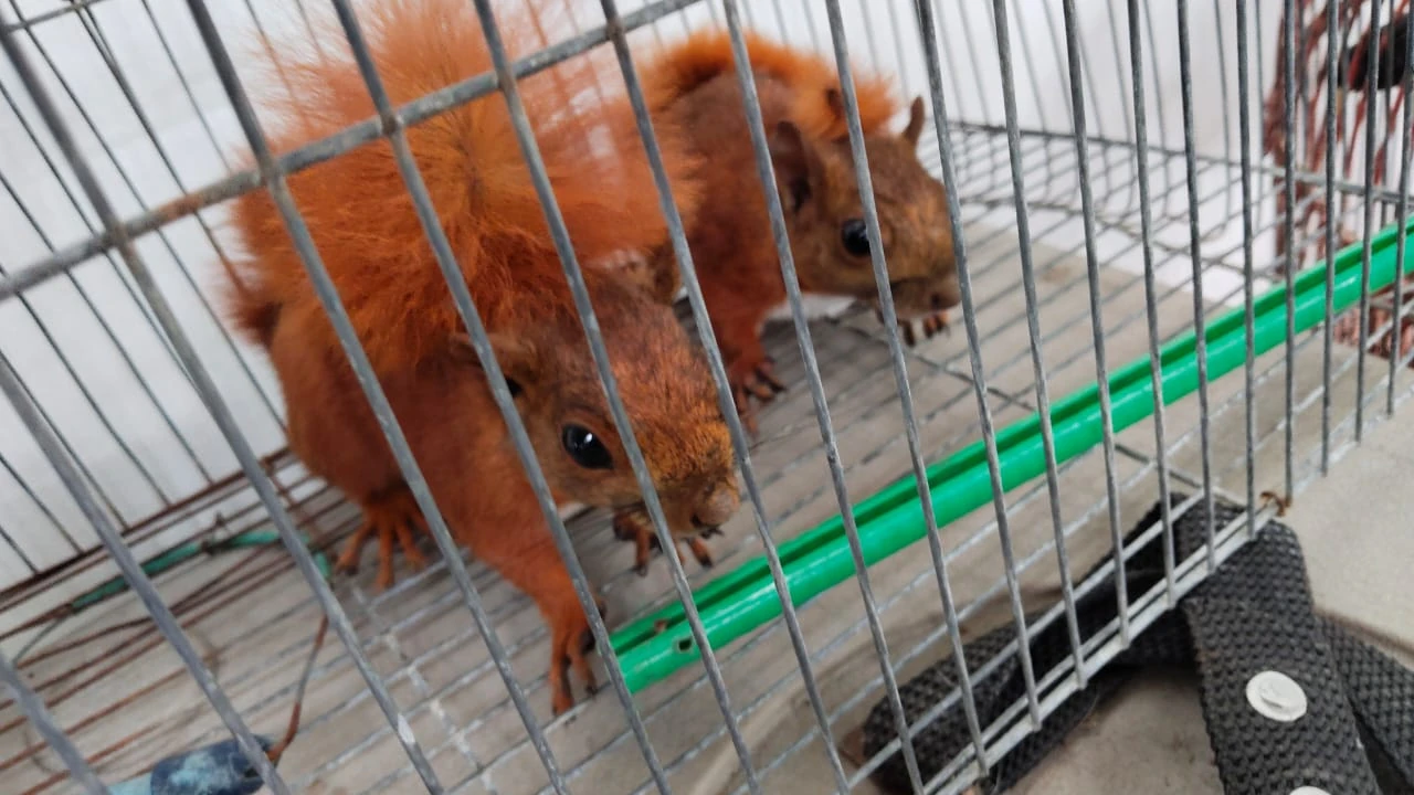rescate-animales-silvestres-tenencia-ilegal-itagui1
