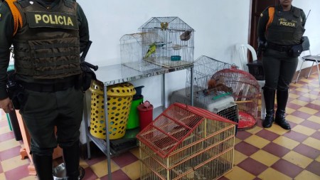 rescate-animales-silvestres-tenencia-ilegal-itagui2