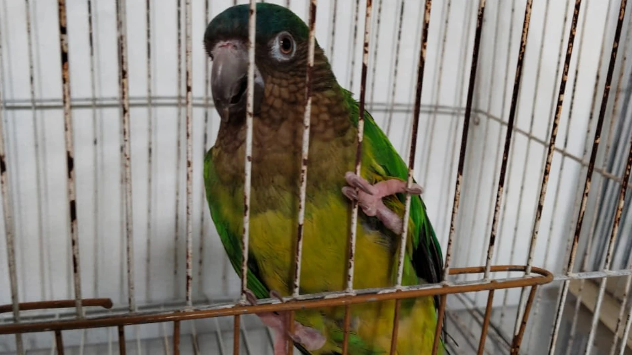 rescate-animales-silvestres-tenencia-ilegal-itagui3