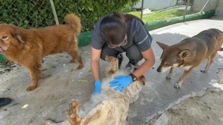 La Perla reporta más de dos mil animales atendidos y cientos de adopciones