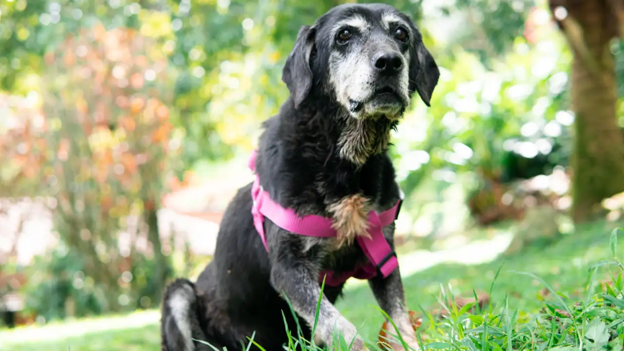 Más de 700 animalitos siguen esperando un hogar en el Centro La Perla