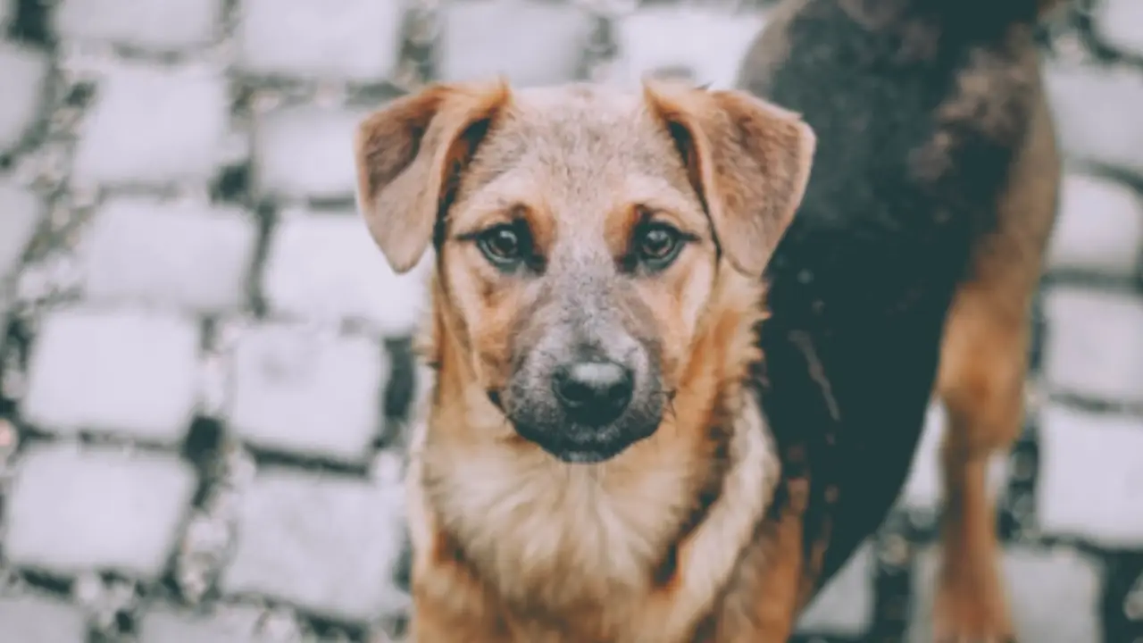 Aumentan los abandonos de mascotas en EE. UU. por efectos económicos y migratorios