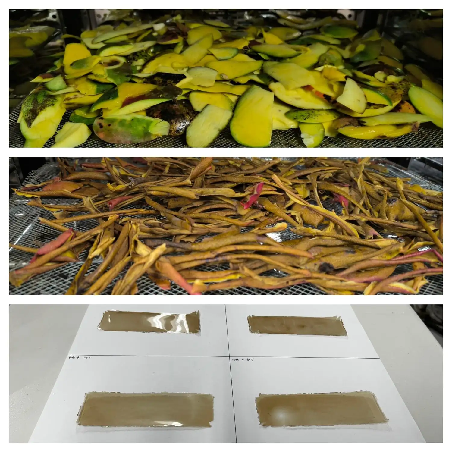 Desde la UdeA surge alternativa al plástico hecha con residuos de mango