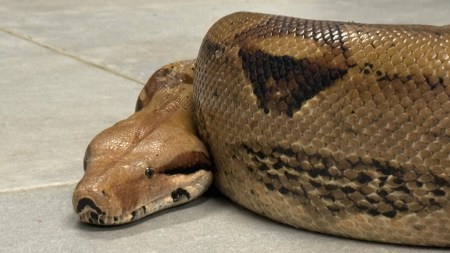 ¡Ya fue evaluada! Área Metropolitana entrega reporte de boa encontrada en Belén: la tenían en cautiverio boa-loma-de-los-bernal-belen-medellin