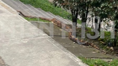boa-en-la-loma-de-los -bernal-medellin