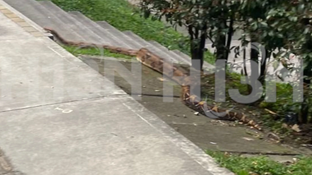 boa-en-la-loma-de-los -bernal-medellin