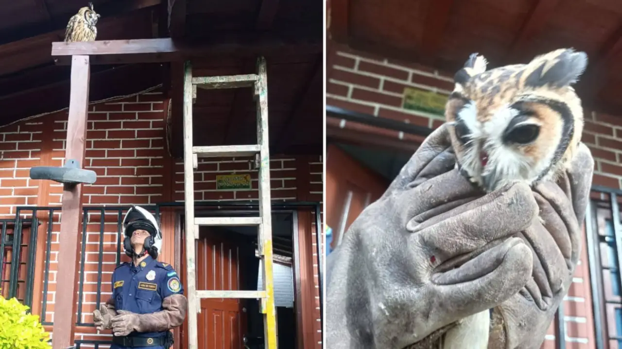 Bomberos rescatan búho herido en una vivienda en La Estrella Bomberos rescatan búho herido en una vivienda en La Estrella