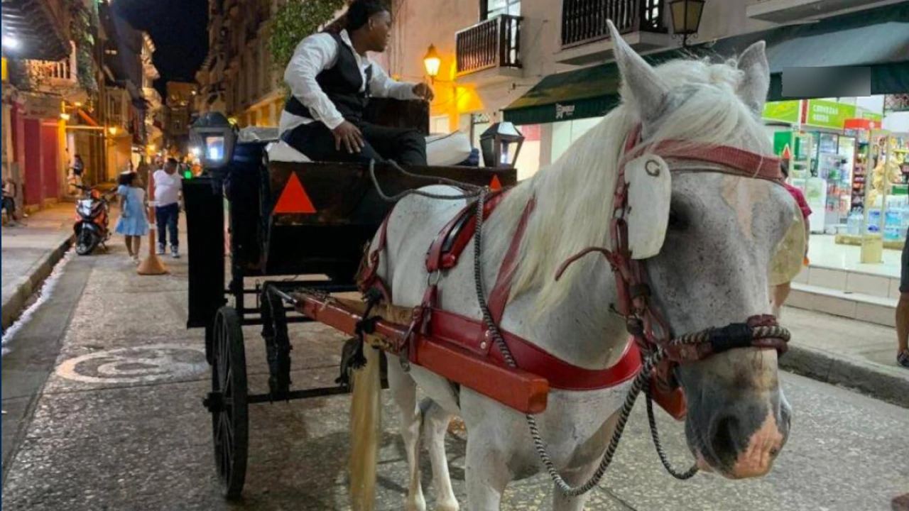 Adiós al maltrato de caballos en Cartagena: por medida tendrán que decirle adiós a sus tradicionales coches CochesCaballos
