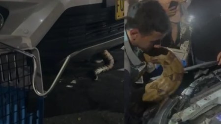 serpiente-boa-en-la-loma-de-los-bernal-belen-medellin