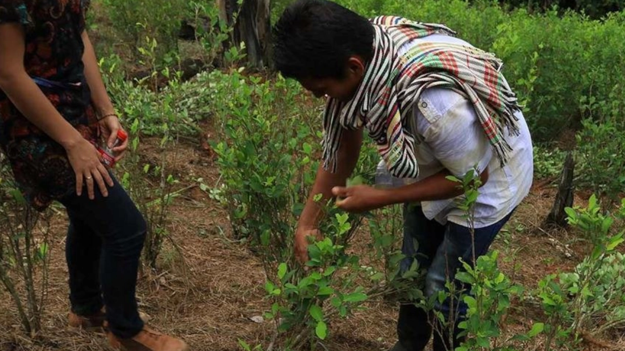 Cultivos de Coca