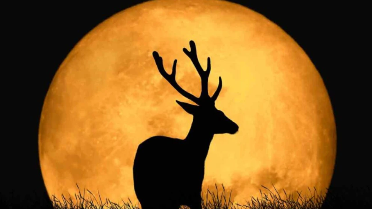 ¡Un hermoso espectáculo! La Luna de Ciervo iluminará el cielo este 10 de julio, ¿cuál es su significado? Luna-de-ciervo