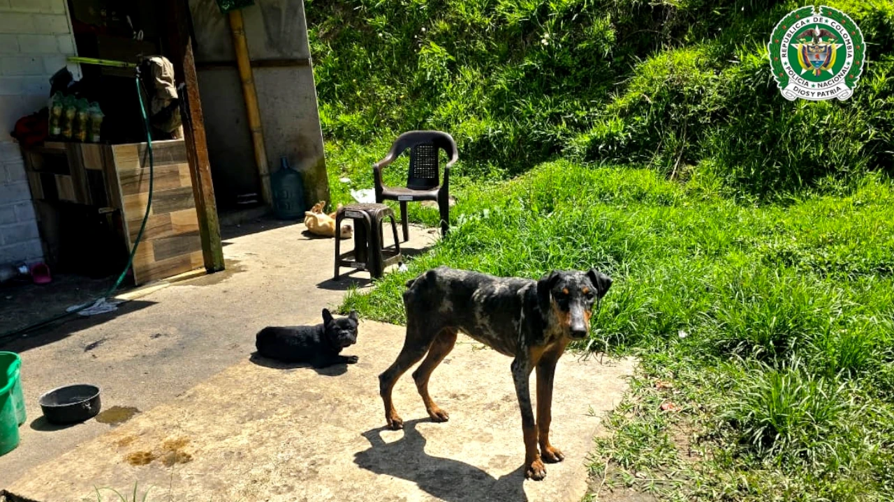 MaltratoAnimalSanVicenteDeFerrer3