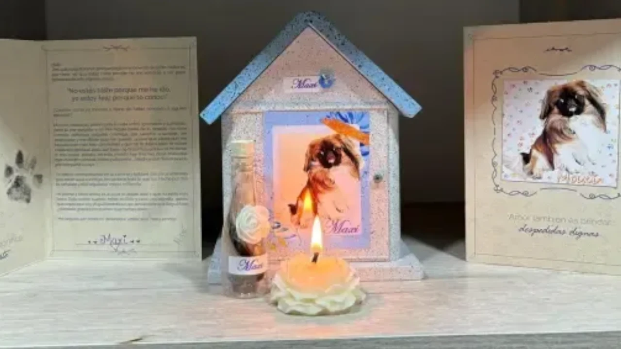 mascota-maxi-muere-viaje-en-bus-de Copetran-a-Medellín