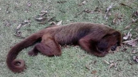 Mono fiebre amarilla 2